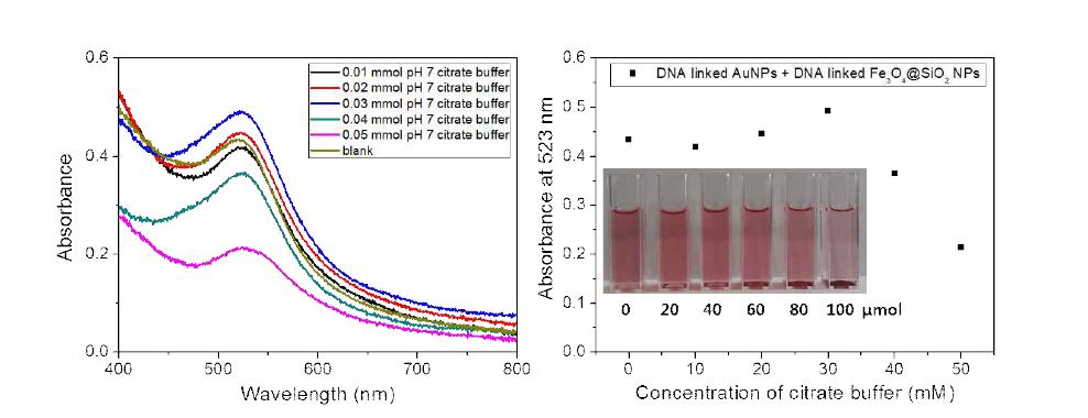 DNA가 결합된 금과 산화철@실리카 나노입자 혼합 용액에 첨가하는 500mM pH 7.01 citrate buffer의 양에 따른 금 나노입자 특성 봉우리의 흡광도 변화(좌)와 최대흡광 파장에서의 흡광도 수치를 첨가한 500 mM pH 7.01 Citrate buffer의 양에 따라 나타낸 그래프(우).