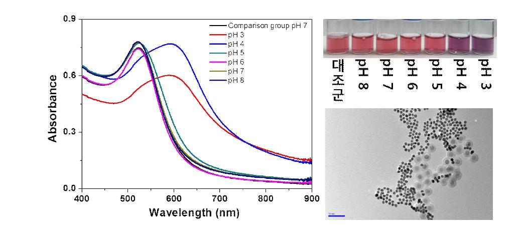 pH 변화에 따른 DNA가 결합된 금과 산화철@실리카 나노입자의 UV 및 pH 4에서의 투과전자현미경 사진.
