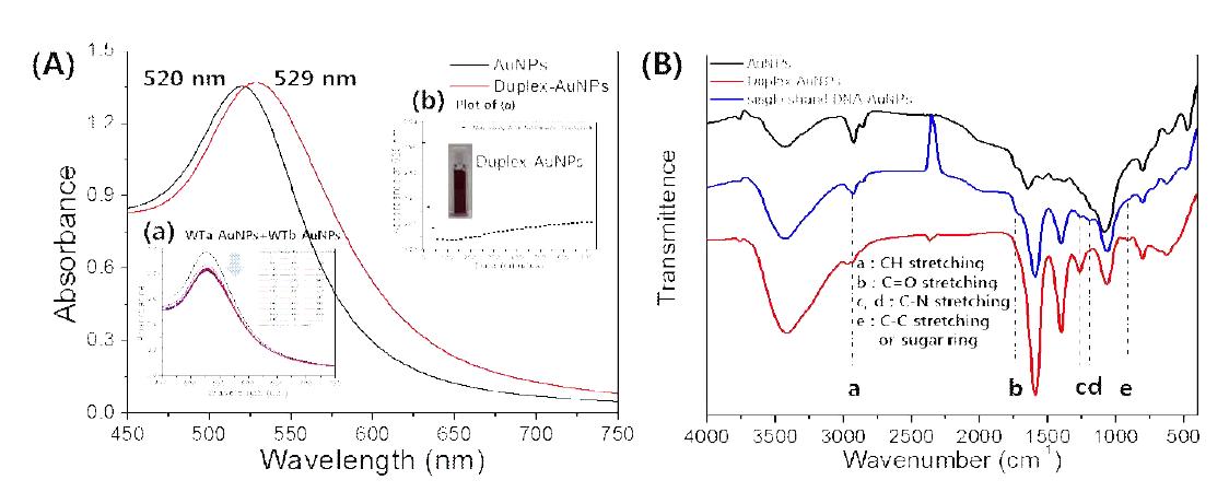 (A) AuNPs와 duplex-AuNPs의 UV-Vis 스펙트럼 (a) WTa-AuNPs와 WTb-AuNPs의 혼합 후 시간별로 측정한 UV-Vis 스펙트럼, (b) 스펙트럼 (a)를 시간별로 529 nm에서의 흡광도 추이를 나타낸 그래프. (B) AuNPs, single strand DNA-AuNPs, duplex-AuNPs의 IR 스펙트럼.