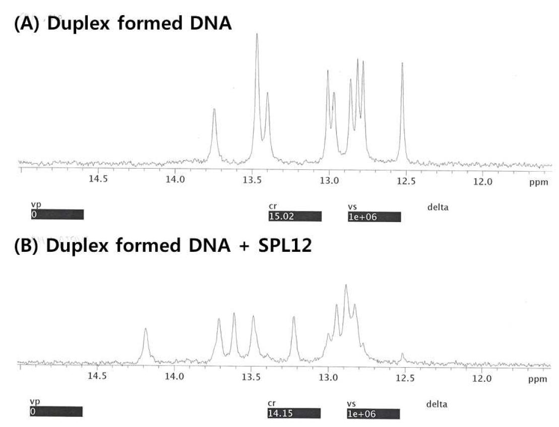 (A) duplex-DNA와 (B) duplex-DNA와 SPL12의 혼합용액에 대한 NMR 스펙트럼.