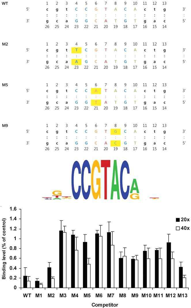 AtSPL14 DNA sequence와 SELEX 및 specific atSPL14의 결합에 대한 competition assay.