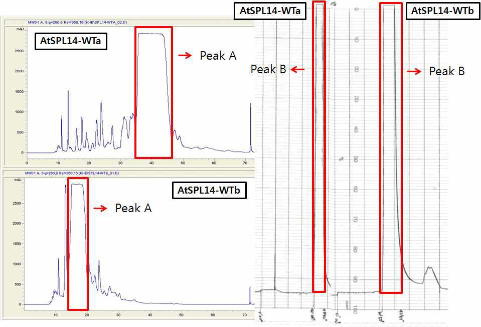 AtSPL14-WTa와 WTb의 HPLC (왼쪽) 및 GPC (오른쪽) 스펙트럼.