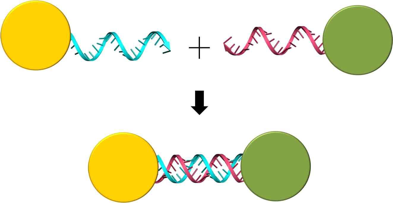 DNA switch에 의해 결합 및 분리되는 나노 입자를 나타낸 모식도.