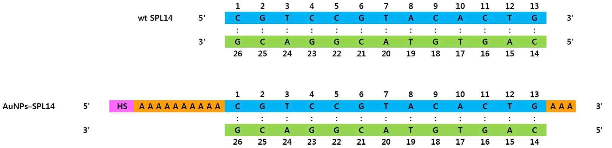wt-SPL14 DNA의 염기쌍 서열 및 금 나노 입자에 결합시키기 위해 변경한 AuNPs-SPL14 DNA의 염기쌍 서열.