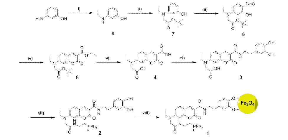 (i) ICH2CH3, K2CO3, DMF, 60°C, 2h, 70%; (ii) tert-butyl bromoacetate, K2CO3, NaI, CH3CN, reflux, 12h, 72%; (iii) POCl3, DMF, 12h, 73%; (iv) diethylmalonate, piperidine, EtOH, reflux, 3h, 65%; (v) NaOH, EtOH, reflux, 15min, 69%; (vi) Dopaminehydrochloride, EDCI/ DMAP, DMF, rt, 24 h, 45%; (vii) isobutyl chloroformate, N-methylmorpholine, DMF, -30 °C, 2 h, then PPh3+(CH2)2NH2Cl−, N-methylmorpholine, -15 °C, 1 h, then rt overnight, 52% over two steps; (viii) Fe3O4, toluene, reflux.