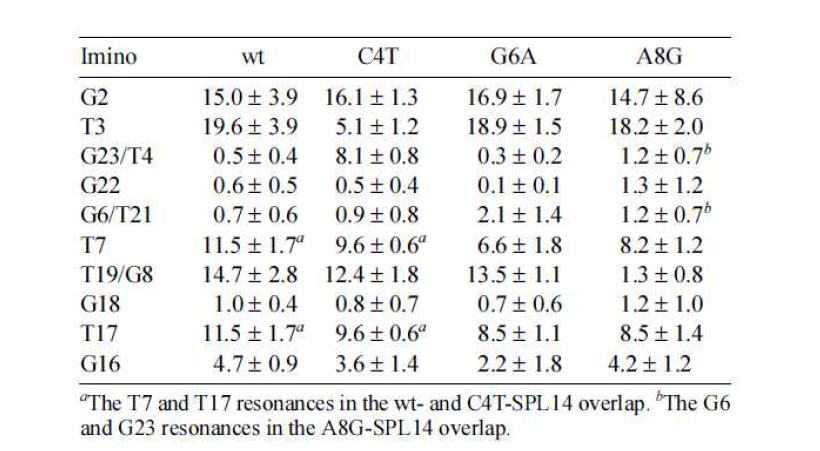 35℃에서 wt-, C4T-, G6A-, 및 A8G-SPL14 이중나선에 대한 이미노 수소의 수소 교환 속도 상수 (s-1).