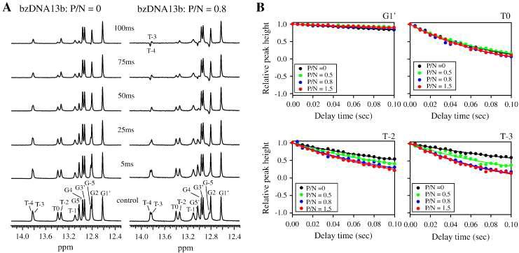 (A) 35°C에서 측정한 free bzDNA13b (왼쪽)와 P/N = 0.8의 bzDNA13b–ZαADAR1 콤플렉스의 water magnetization transfer 실험 1D 이미노 수소 스펙트럼. (B) 지연 시간 별 free bzDNA13b (검정색)와 bzDNA13b–ZαADAR1 콤플렉스 (P/N = 0.5, 초록색; 0.8, 파란색; 1.5, 빨간색)의 G1′, T0, T2와 T3 이미노 수소 water magnetization transfer 스펙트럼에서 측정된 피크의 상대적인 높이 [I(t)/ I 0].