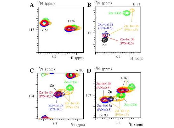 35°C에서 free (검정색)와 P/N = 2.0 (초록색)의 CG6와, P/N = 0.5 (파란색)의 bzDNA13a와 P/N = 0.5 (빨간색)과 1.5 (주황색)의 bzDNA13b와 콤플렉스에 있는 ZαADAR1의 (A) G153/T156, (B) E171, (C) A180, (D) G163/G190 아마이드 수소의 1H/15N-HSQC 피크의 비교.