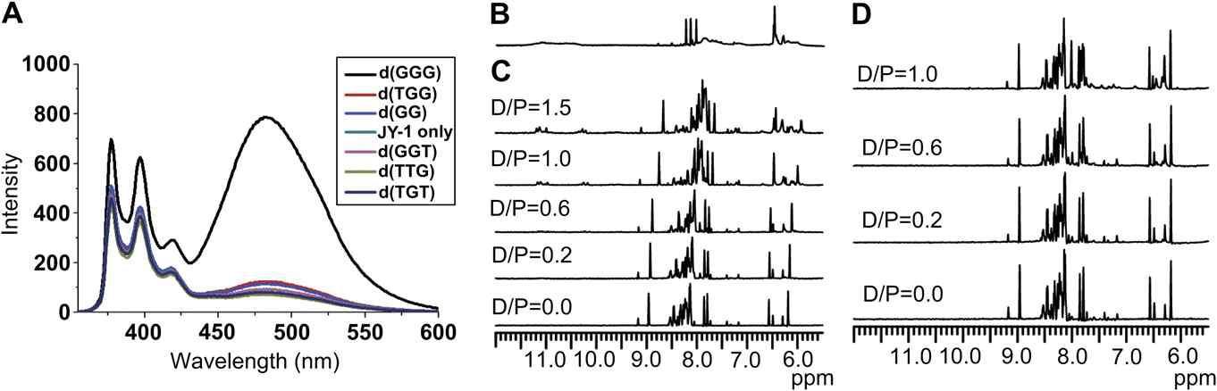 (A) D/P = 1.0에서 10 mM 소듐 인산염 (pH = 7.0)을 포함하는 수용액에서 DNA trimer (TTG, TGG, GGG, GGT, 또는 GTG) 또는 GG dimer와 복합체가 된 JY-1의 형광 방출 스펙트럼. (B) 25℃에서 5 mM 소듐 인산염 (pH 8.0)을 포함하는 60% H2O/10% D2O/30% CD3CN 버퍼와 50 mM NaCl에 있는 자유 GGG의 1H-NMR 스펙트럼. (C) GGG 또는 (D) TTG trimer들로 적정에 관하여 25℃에서 5 mM 소듐 인산염 (pH 8.0)을 포함하는 60% H2O/10% D2O/30% CD3CN 버퍼와 50 mM NaCl에 있는 JY-1의 1D 1H-NMR스펙트럼.