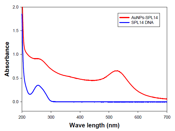 SPL14 DNA와 AuNPs−SPL14의 UV 흡수 스펙트럼.