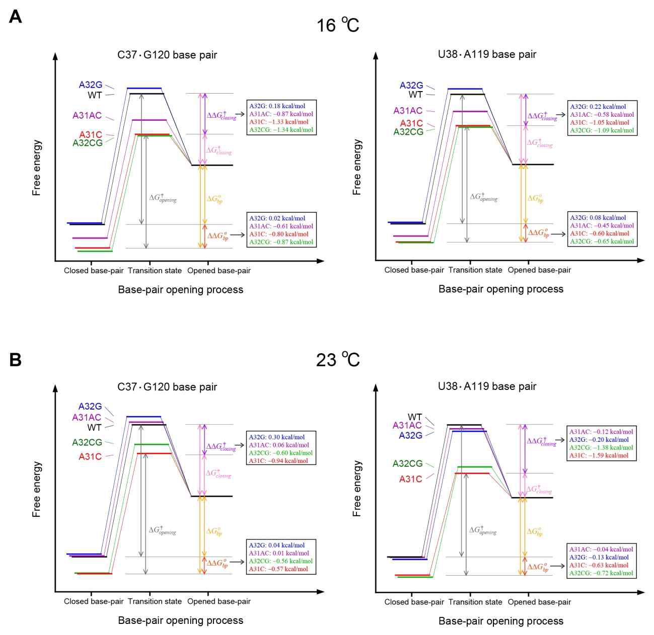 (A) 16℃와 (B) 23℃에서 분석한 C37G120, U38A119 염기쌍의 열림과 닫힘에 대한 Gibbs 자유 에너지 도표.