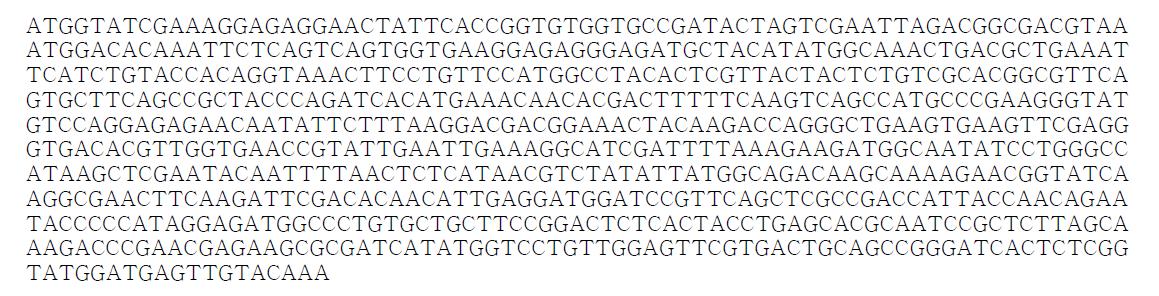 적색 형광단백질 mKate2 유전자 염기서열
