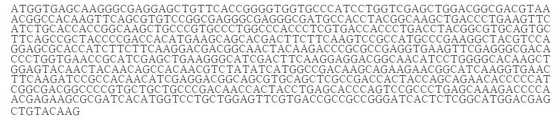 청색 형광단백질 BFP 유전자 염기서열
