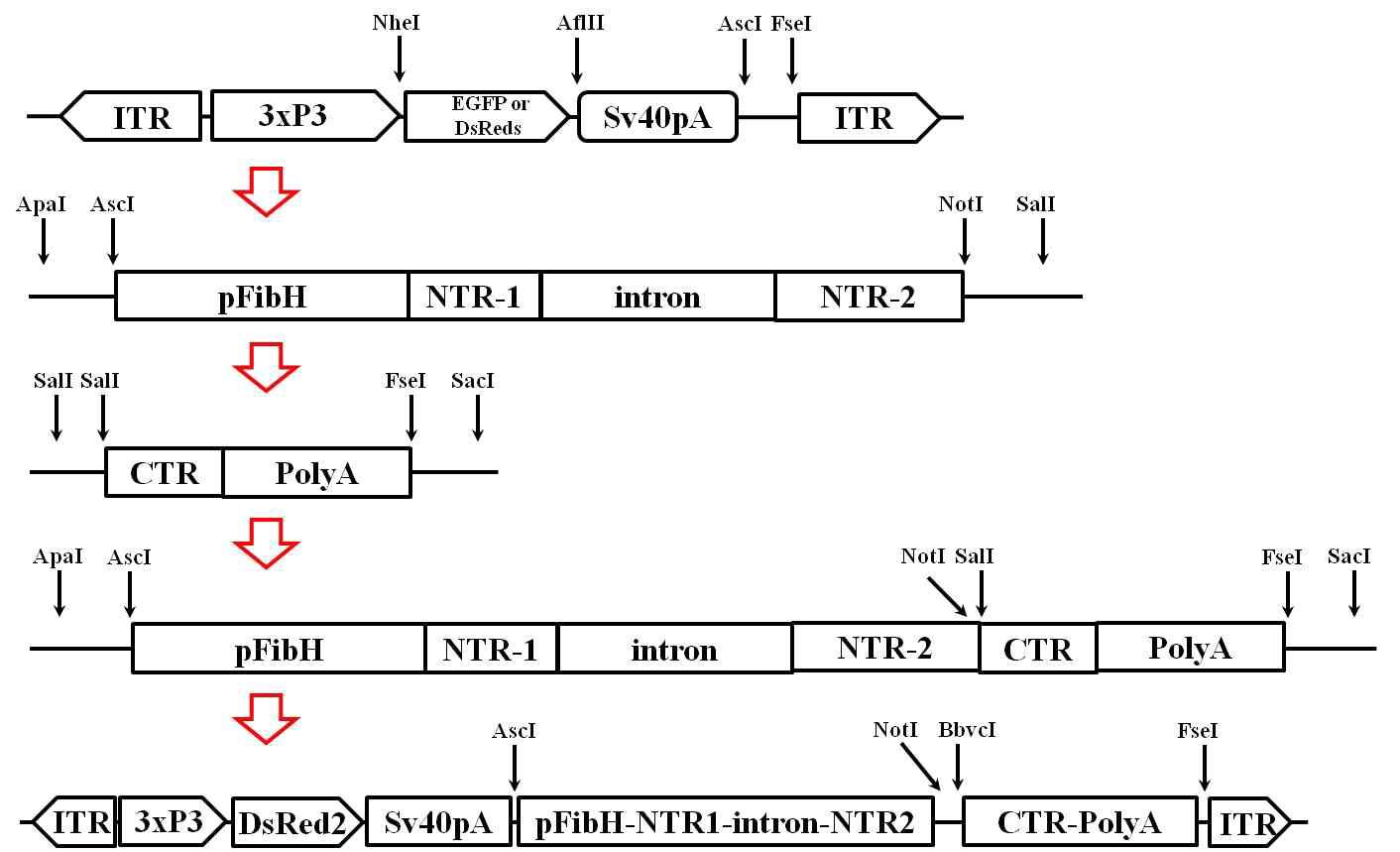 pFibHNC-null 누에 실크의 피브로인에서 재조합단백질 발현을 위한 pFibHNC-null 전이벡터 제작 모식도