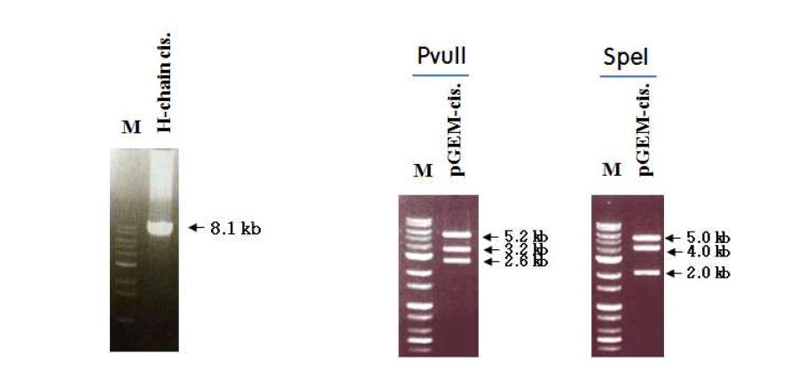 누에(잠125) 피브로인 H-chain 유전자 5’-UTR 영역 클로닝. 좌, 누에 피브로인