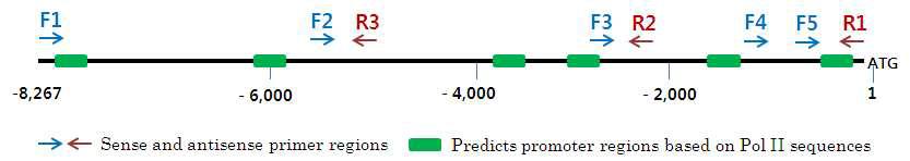 누에 피브로인 H-chain 유전자 5'-flanking 영역의 프로모터 활성영역 예측(6개 영역)