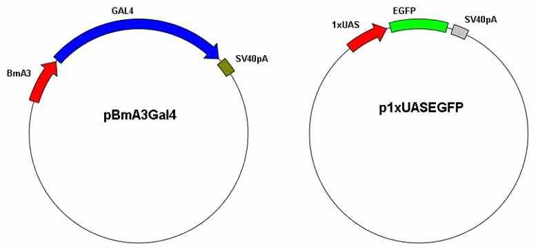 Gal4/UAS 기반 누에 유래 배양세포주(Bm5) 형질전환용 전이벡터 제작. BmA3, 누 에유래 Actin3 프로모터; EGFP, 표지유전자(Enhanced Green Fluorescent Protein); SV40pA, simian virus 40 poly A; Gal4, 효모 유래 갈락토오스대사계 Gal4 유전자; 1xUAS, UAS 유전자셑.