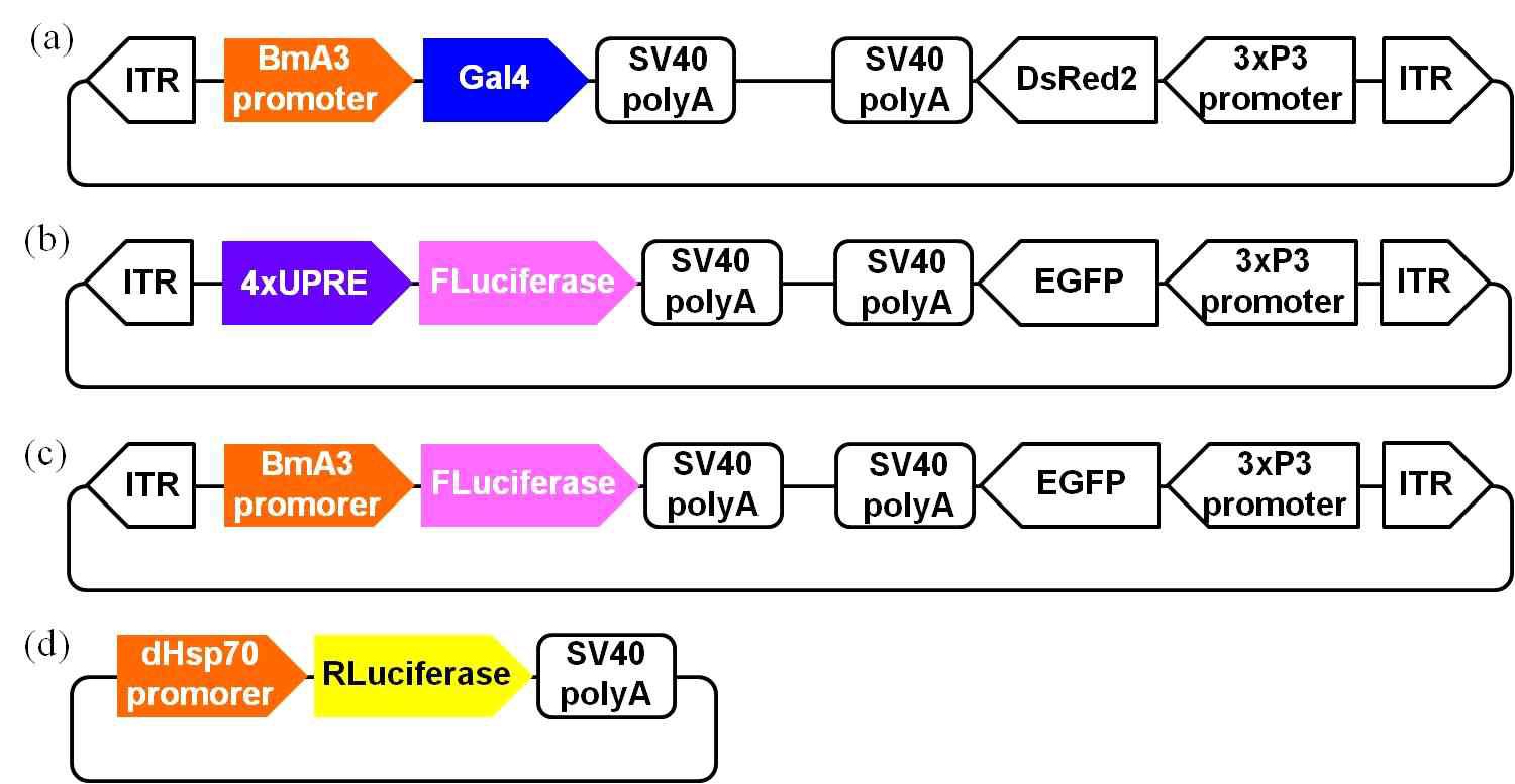 세포활성 및 독성분석위한 Gal4/4xUAS 전이벡터 구축(Luciferase assay). (a) pG3xP3DsRedBmA3Gal4; (b) pG3xP3EGFP4xUASFLuciferase; (c) pG3xP3EGFPBmA3 FLuciferase; (d) pdHsp70RLuciferase; BmA3, 누에유래 Actin 3 프로모터; ITR, piggyBac left and right arm; 3xP3, 곤충홑눈(stemmata) 및 신경시스템 특이발현 프로모터; DsRed2, 적색표지유전자(Discosoma sp.red fluorescent protein2); EGFP, 녹색표지유전자(enhanced green fluorescent protein); SV40pA, simian virus 40 poly A; Gal4, 효모유래 Gal4 유전자; 4xUAS, UAS 유전자 4회 반복서열; dHsp70 promoter, 초파리유래 Heatshock protein 70 promoter; FLuciferase, Fire fly 유래 Luciferase; RLuciferase, Renilla 유래 Luciferase.
