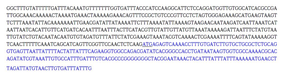피브로인 H-chain 유전자 고효율 프로모터 염기서열(468bp). 파란색, 피브로인 H-chain 인트론 및 엑손 염기서열; 밑줄, 피브로인 H-chain 개시코돈