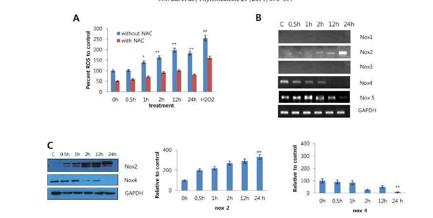 TMF는 NOX2&4의 발현을 유도한다.