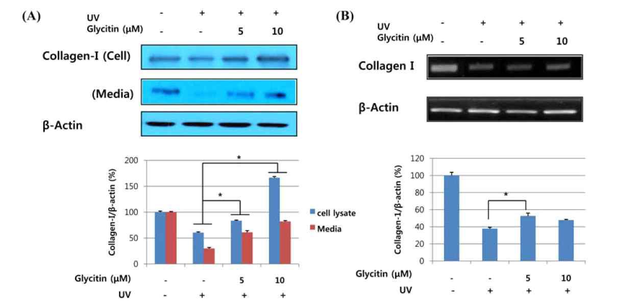 glycitin의 첨가는 세포외 collagen 합성증가 및 세포외 collagen의 집적을 유도함