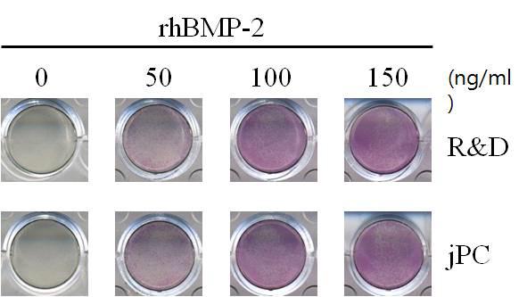 R&D system의 BMP-2와 신규 rhBMP-2의 조골 세포 반응 비교 시험