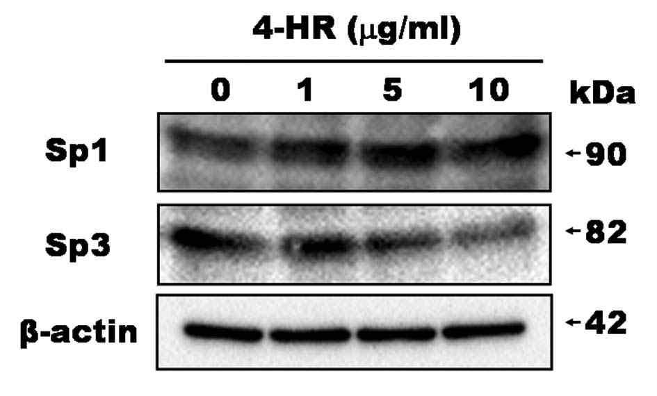 4-HR 적용에 따른 Sp1 및 Sp3의 발현 변화
