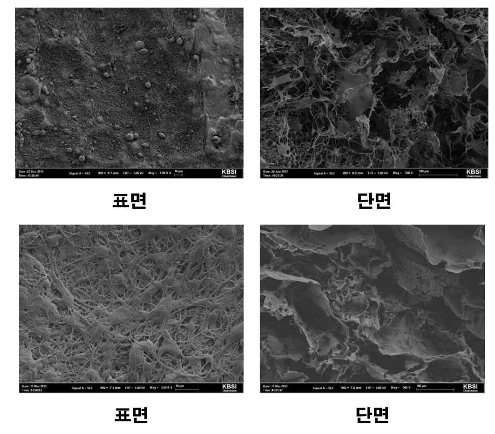 세포 배양 후 8주(위), 12주(하)째 표면과 단면 SEM image