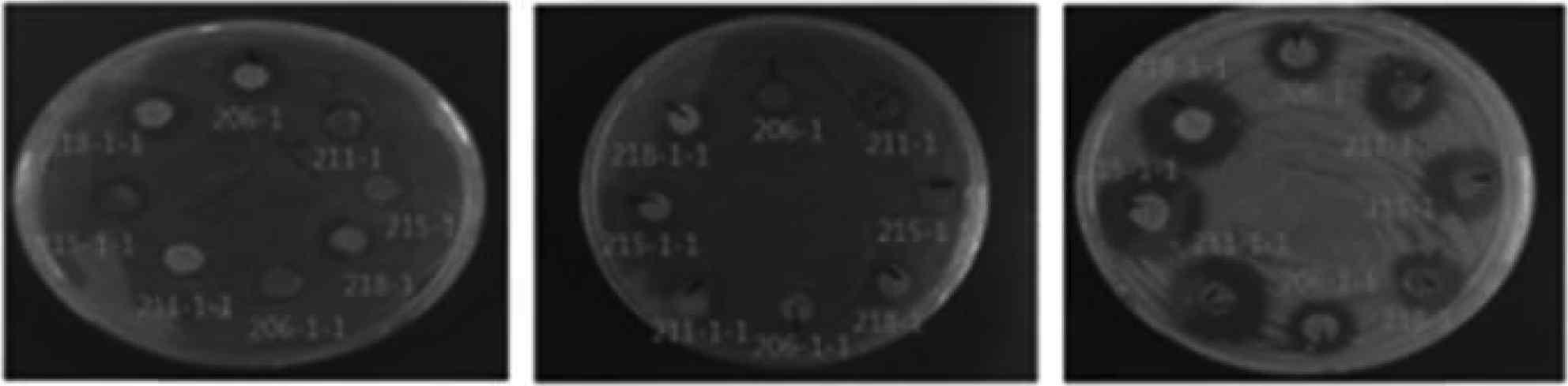 Antibacterial effect of SF loaded with tetracycline to some microorganism after 24hr