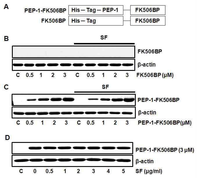 침투성 PEP-1-FK506BP와 실크의 침투성 비교