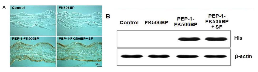 침투성 PEP-1-FK506BP와 실크 조직의 침투성 비교