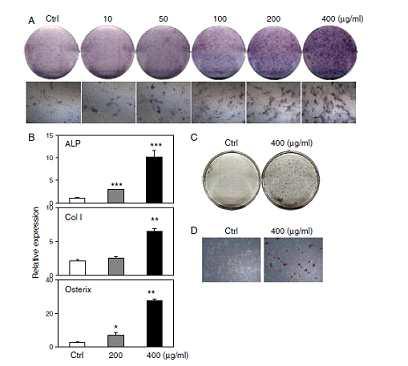 C3H10T1/2세포에서 Silk proteins의 ALP 발현 유도