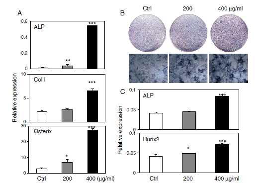 M2-10B4세포와, Primary bone marrow cell 에서 실크단백질의 조골세포로의 분화 촉진확인