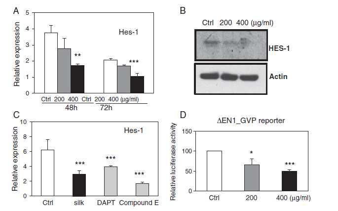 C3H10T1/2세포에서 실크단백질의 Notch 신호경로를 억제확인