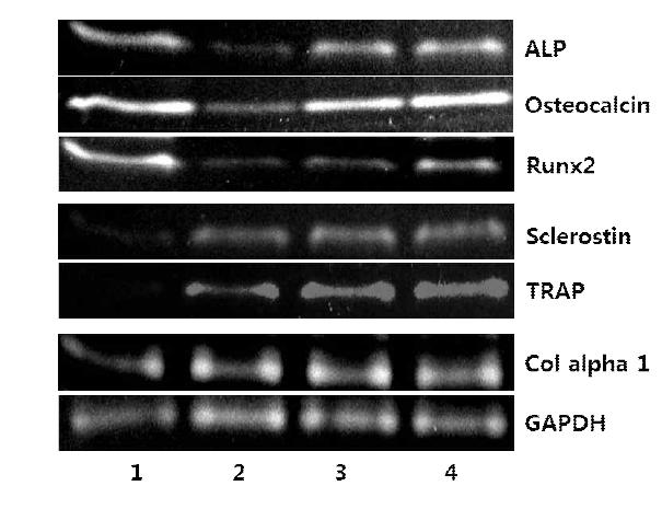 실크 자체의 뼈 생성능 RT-PCR 분석 결과