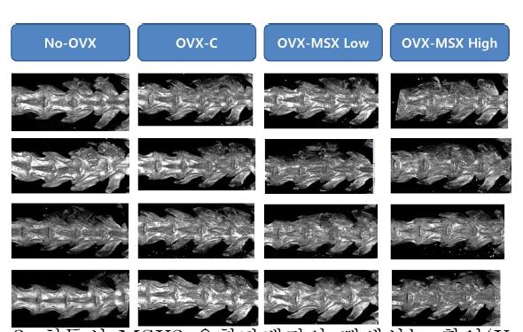 침투성 MSX2 융합단백질의 뼈생성능 확인(X-ray)