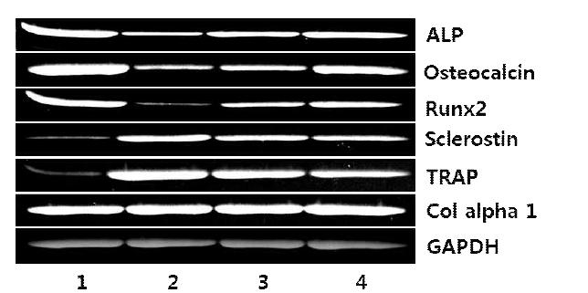 침투성 MSX2 융합단백질의 뼈생성능 확인(RT-PCR)