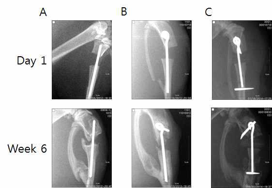 선형골수강정(A)과 고정귀 골수강정(B) 원위부 고정법 고정귀 골수강정 (C)을 이용한 경 골 골수강정 모델의 수술 후 X-ray radiograph.