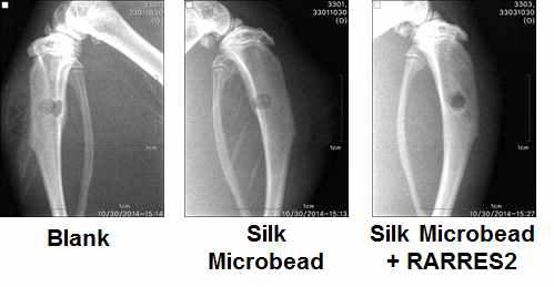 백서 경골천공모델을 이용하여 실크마이크로비드 및 RARRES2 탑재실 크마이크로비드의 골형성 실험.