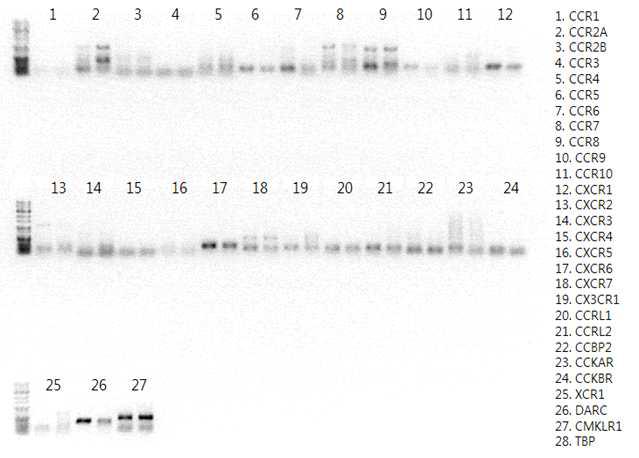 주화인자 수용체 26종의 mRNA 발현을 RT-PCR로 분석.