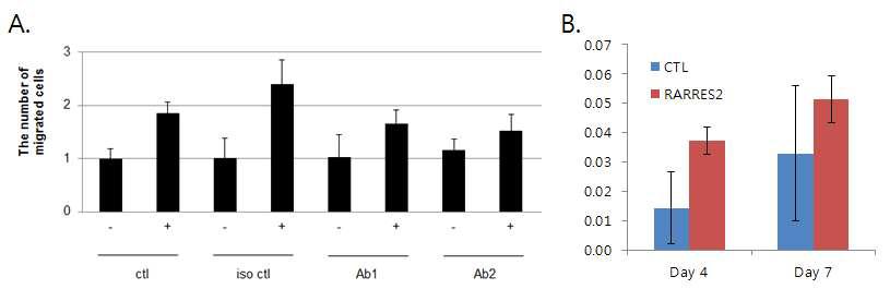 A. 항 CMKLR1 항체로 전처리된 세포에 대한 RARRES2의 주화작용을 transwell migration assay로 분석. B. RARRES2로 처리된 HA-실크지지체에서의 세포의 생착, 증식을 MTT법으로 조사.