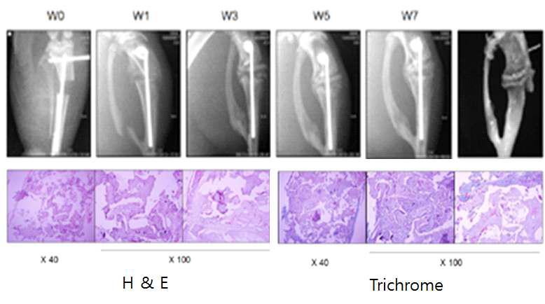 HA-실크지지체의 골형성능을 경골 골수강정 모델로 분석.