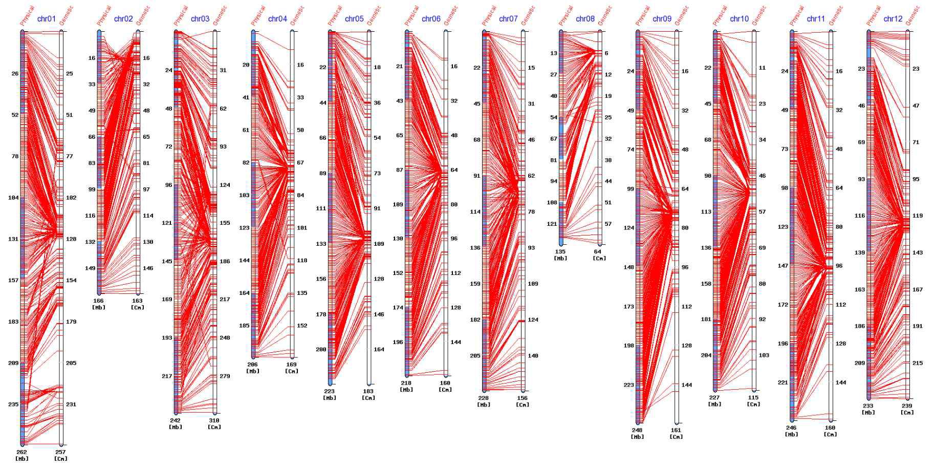 고추 120 RIL의 SNP를 이용한 Physical map과 Genetic map의 comparison