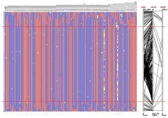 고추 120 RILs 의 bin map 과 linkage map 작성 결과 (7번 염색체)