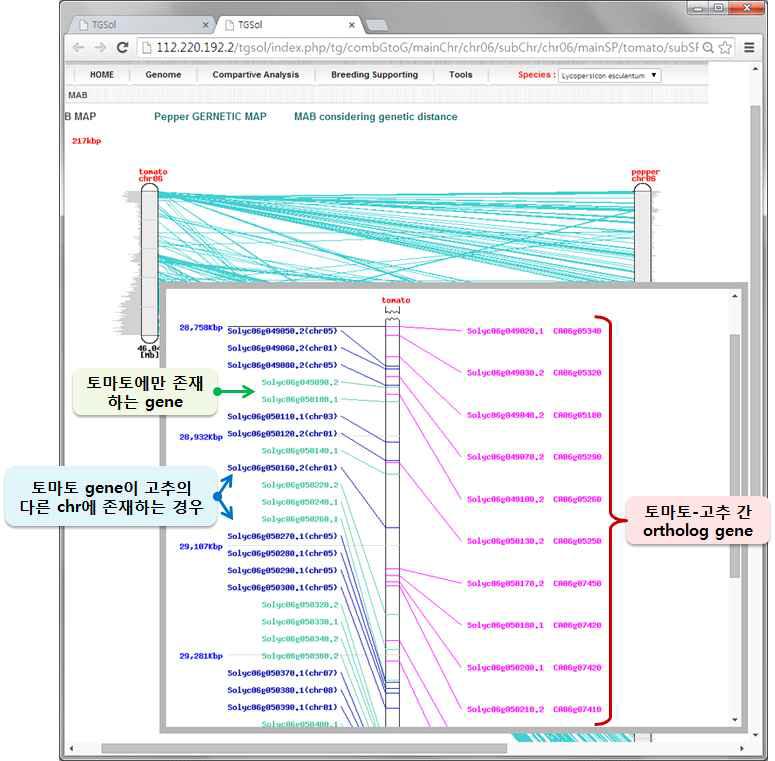 토마토와 고추 간 orthologous gene 이용 comparative genetic map viewer