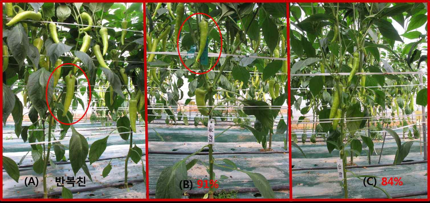 BioMarkTM HD system으로부터 선발하여 육성 중인 여교잡2세대 PM저항성 고추 식물체 사진
