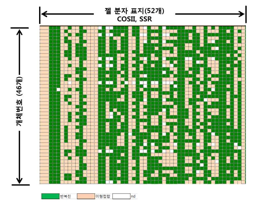 TSWV 저항성 육성 집단(여교잡 1세대)의 아가로즈젤 기반 COSII, SSR의 활용 분석 결과