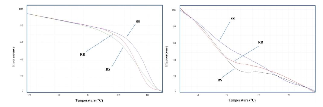 urves from high-resolution melting (HRM) analysis of the CVMV1 (the left box) and CVMV2 (the right box) markers in parents and F1 plants. These markers were derived from the amplified fragment length polymorphism fragment sequences of EcoRI AAA/MseI CGG and EcoRI ACG/MseI CTA, respectively. The HRM results contain three genotypes, homozygous resistance (RR), heterozygous resistance (RS), and homozygous susceptibility (SS), which showed different melting curves.