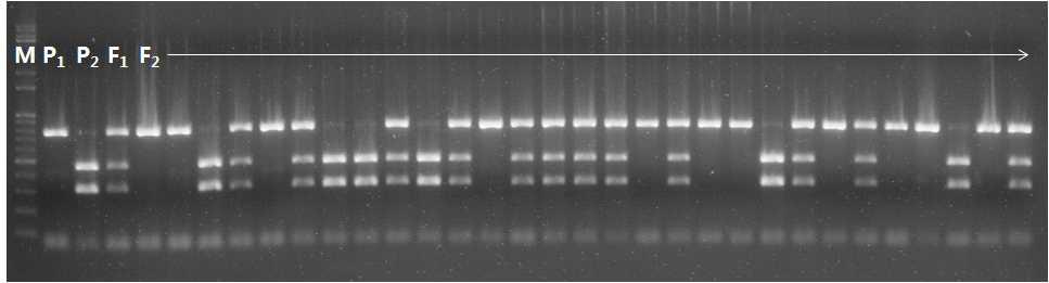 Amplified bands from the CVMV3 cleaved amplified polymorphic sequences (CAPS) marker linked to ChiVMV resistance in parents (P1: NW3; P2: NW4), F1, and F2 populations. M: 1 kb plus ladder.