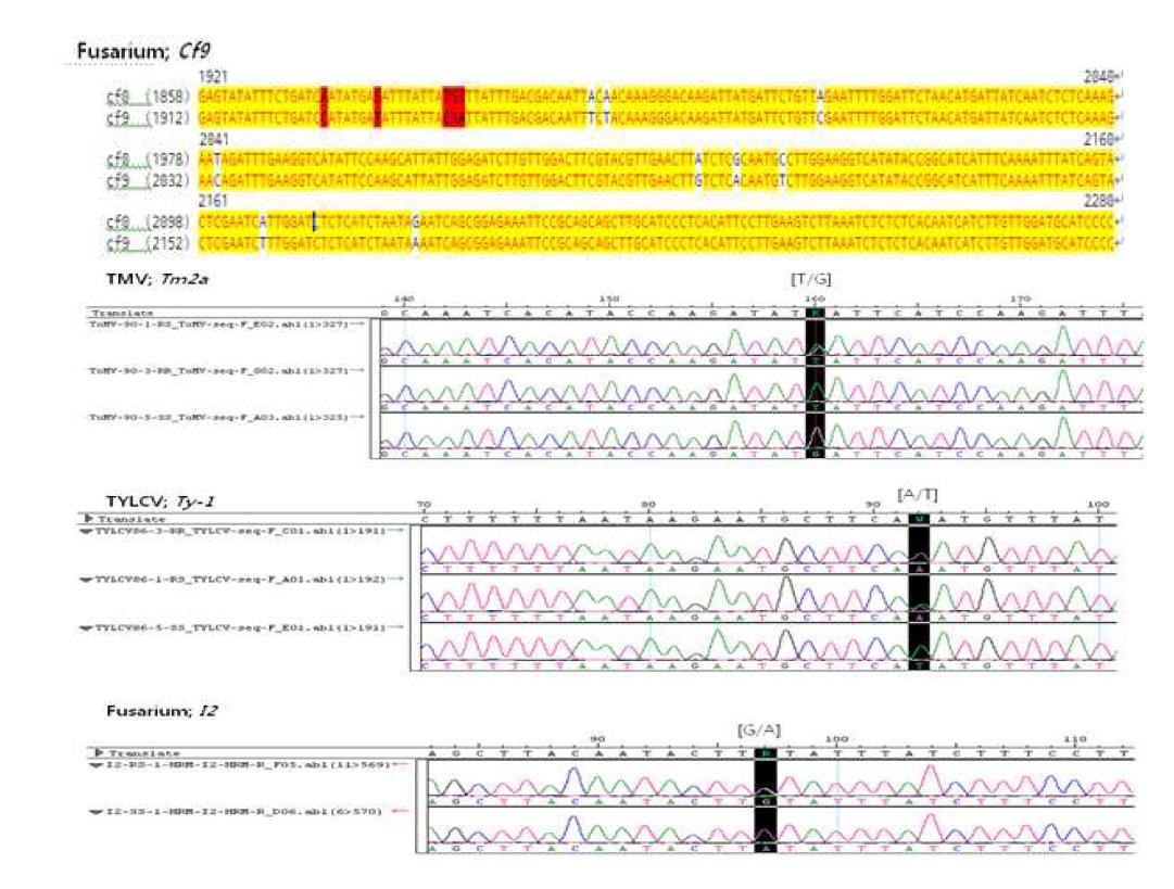 토마토 병 저항성 마커 유전자 염기서열 분석 및 유전자 다형성 확인.